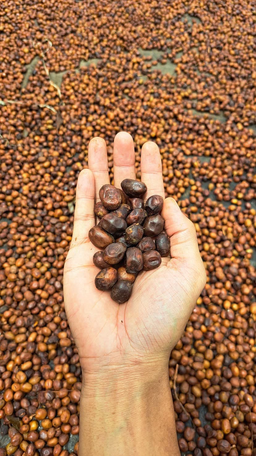 Roast Beans Djimpit Kebonpete